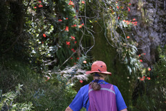 Gladiolus cardinalis