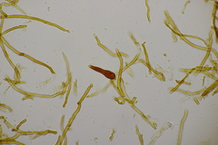 Phellinopsis conchata