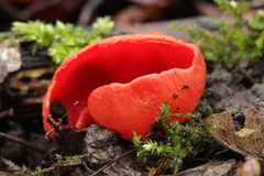 Sarcoscypha coccinea
