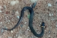 Natrix natrix natrix