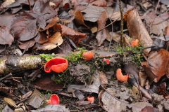 Sarcoscypha coccinea