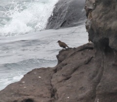 Cinclodes taczanowskii