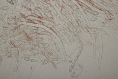 Sarcoscypha coccinea