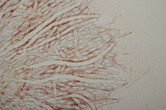 Sarcoscypha coccinea