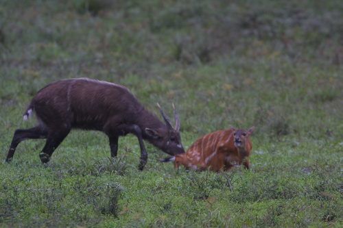 Sitatunga