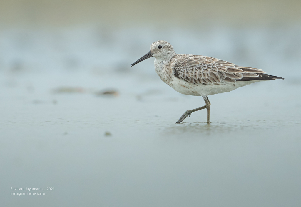 붉은어깨도요 in 1월 2021 by Ravisara Jayamanna · iNaturalist 붉은어깨도요 (Calidris tenuirostris)