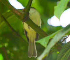 Mecocerculus leucophrys