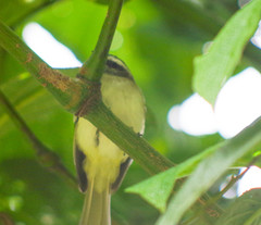 Mecocerculus leucophrys