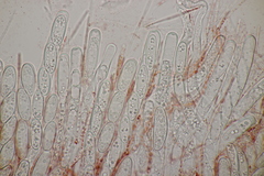 Sarcoscypha coccinea