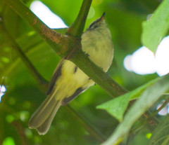 Mecocerculus leucophrys