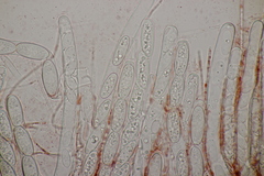 Sarcoscypha coccinea