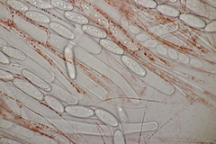 Sarcoscypha coccinea