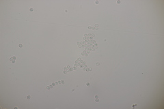 Phellinopsis conchata