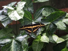 Heraclides thoas brasiliensis