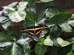 Heraclides thoas brasiliensis