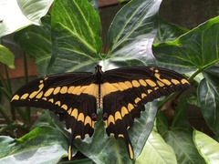 Heraclides thoas brasiliensis