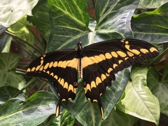 Heraclides thoas brasiliensis