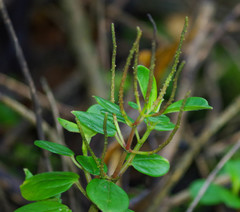 Peperomia fruticetorum