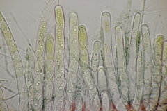 Sarcoscypha coccinea