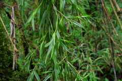 Vandoideae