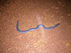 Caecilia tentaculata