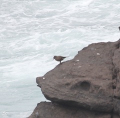 Cinclodes taczanowskii