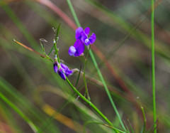 Vicia andicola