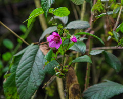 Rubus coriaceus