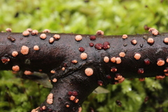 Nectria cinnabarina