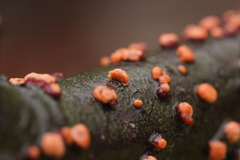 Nectria cinnabarina