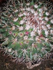 Mammillaria rhodantha fera-rubra