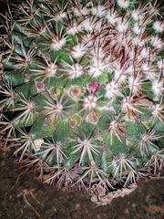 Mammillaria rhodantha fera-rubra