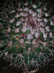 Mammillaria rhodantha fera-rubra