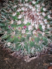 Mammillaria rhodantha fera-rubra