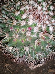 Mammillaria rhodantha fera-rubra