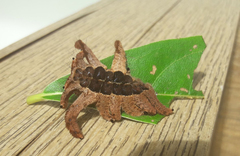 Phobetron hipparchia