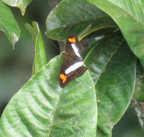 Adelpha barnesia