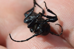 Acanthoderes funeraria