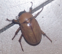 Cyclocephala putrida