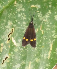 Aclytia