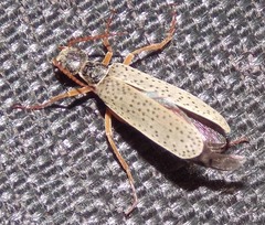 Epicauta fulvicornis