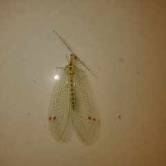 Norfolius howensis