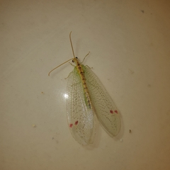 Norfolius howensis