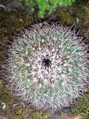 Mammillaria rhodantha fera-rubra