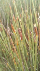 Hypodiscus procurrens