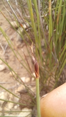 Hypodiscus procurrens