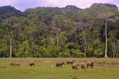 Syncerus caffer nanus