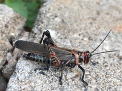 Chromacris nuptialis