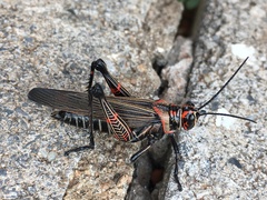 Chromacris nuptialis