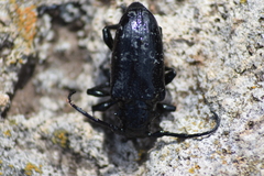 Acanthoderes funeraria